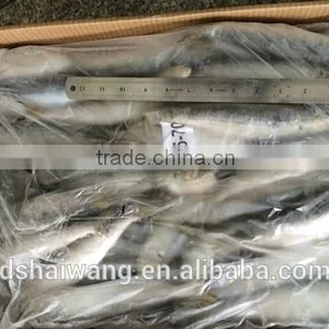 New Caught Frozen Sardine With Size 90 Pcs / 10kg thumbnail-2