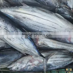 Brine Seafrozen Skipjack Tuna Fish thumbnail-1