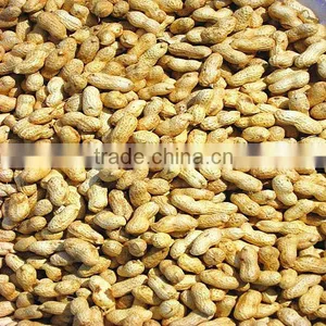 Shandong New Crop Roasted Peanuts in Shell thumbnail-1