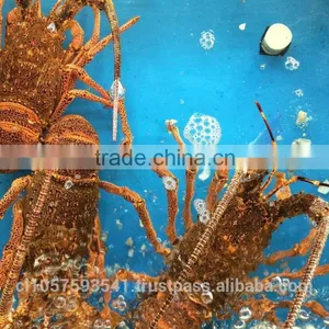Live Spiny Rock Lobster thumbnail-2