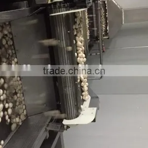 IQF Frozen Button Mushroom thumbnail-3