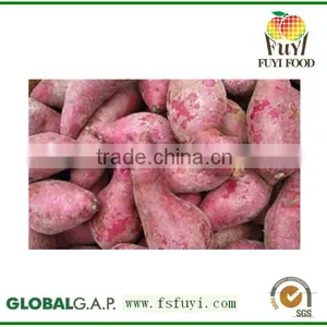 2015 China 100% Fresh Sweet Potato Rich in Fiber thumbnail-2