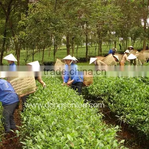 Vietnam High Grade Black Tea thumbnail-6