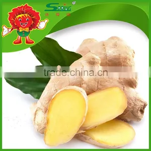 Fat Mature Ginger Natural Golden Yellow Ginger Ginger Price 2013 thumbnail-2