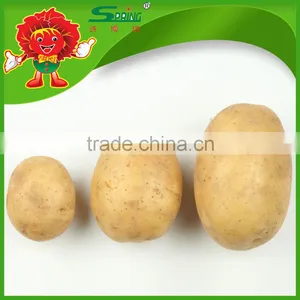 All Year Round Yellow Potato Fresh Purple Sweet Potato thumbnail-3