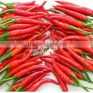HOT PEPPER, CHILLI +84963818434 Whatsapp thumbnail-3