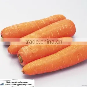 2012 Fresh Red Carrot (own Farm) thumbnail-1