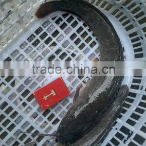 High Quality Farm Catfish Frozen thumbnail-1