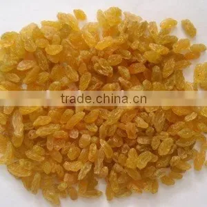 Dried Golden Raisin thumbnail-1