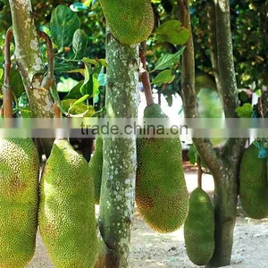 Jackfruit Trees thumbnail-1