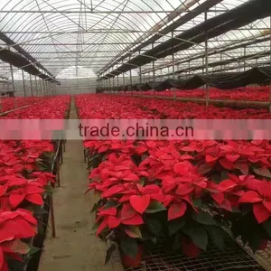 Natural Poinsettia Christmas Flowers Live Plant in Pot thumbnail-4