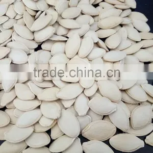Hot Sale Big Size 10-11mm Chinese Pumpkin Seeds thumbnail-2