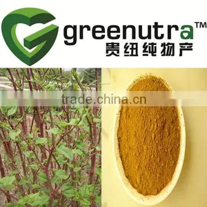 Giant Knotweed Extract Powder thumbnail-1