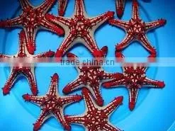 Star Fish thumbnail-1
