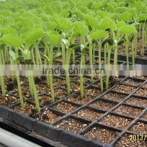 Polystyrene (PS) Plastic Seed Plug Tray With 32 to 512 Cell thumbnail-2