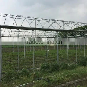 Agicultural Greenhouse thumbnail-5