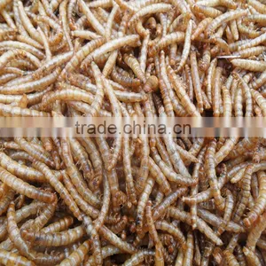 Feed For Bird & Fish Freeze Dried Mealworms;yellow Mealworms thumbnail-1