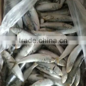 A Grade Bait Sardine Seafrozen thumbnail-2