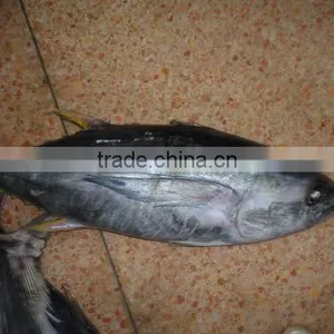 Frozen Big Eyes Tuna Price thumbnail-1