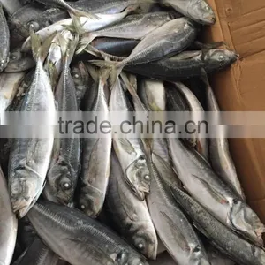 2016 Landing Sea Frozen Horse Mackerel 20cm+ thumbnail-6