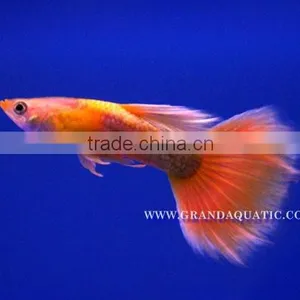 Guppy Fish / Ornamental Fish Exporter thumbnail-2