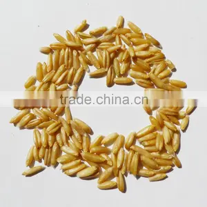 Oat thumbnail-2