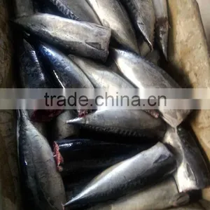 Frozen HGT Tuna Bonito Fish AUXIS THAZARD thumbnail-2