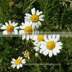 Chamomile Oil (Roman) thumbnail-1