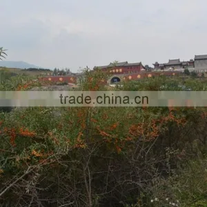 Sea Buckthorn Fruit Oil Softgel OEM GMP Factory thumbnail-6