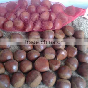 The Most Delicious Fresh Chinese Chestnut thumbnail-3