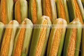 Bird Feed Yellow Maize thumbnail-1