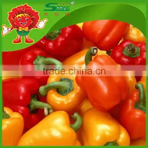 High Quality Yellow Bell Pepper Colorful Pepper on Sale thumbnail-4