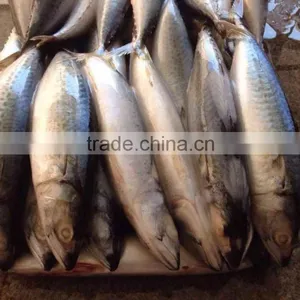 200-300g Pacific Frozen Mackerel New Arrival thumbnail-1