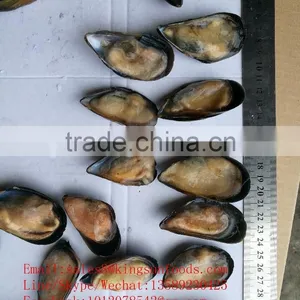 Wholesale High Quality Half Shell Mussel With Good Price and High Quality thumbnail-2