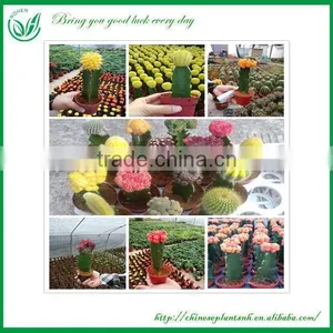 Hidewintera Aureispina F.cristata Cactus Plants thumbnail-3