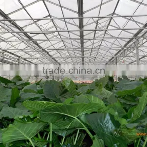 Greenhouses for Roses thumbnail-5