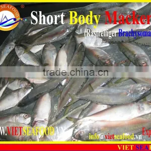 FROZEN SHORT BODY MACKEREL WHOLE ROUND thumbnail-3