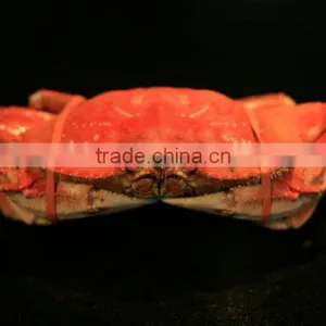 DUNGENESS CRAB thumbnail-1