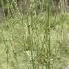 Horsetail P.E. thumbnail-1