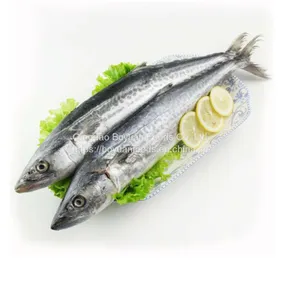 Spanish Mackerel thumbnail-1