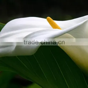 New Stylish Calla Lily Flower for Decor thumbnail-3