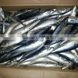 High Quality Quick Frozen Pacific Mackerel Fish thumbnail-1