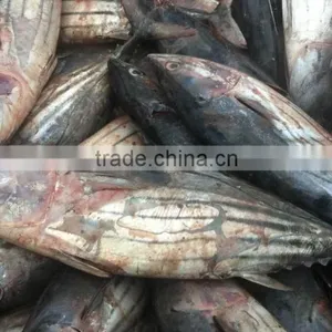 Seafrozen Tuna Fish thumbnail-2