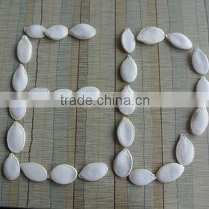 Crop 2015 Snow White Pumpkin Seeds 9cm up thumbnail-2