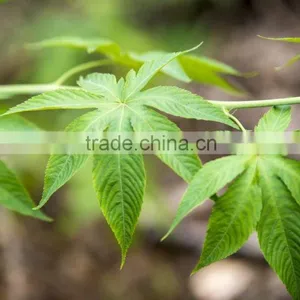 Natural Sweetener Rubusoside Sweet Tea Extract Sweet Tea Leaf thumbnail-3