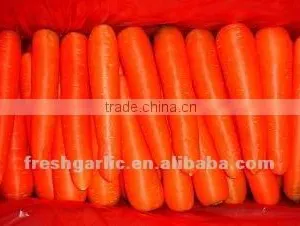 Fresh Carrot thumbnail-1