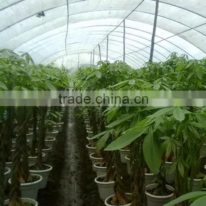 Woody Pachira Aquatica Outdoor Plants Trees and Flowers thumbnail-4