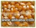 POP CORN Kernels thumbnail-1