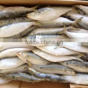 Frozen Seafood Frozen Sardine thumbnail-1