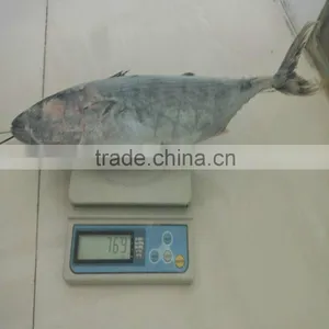 Frozen Bonito Fish for Sale From China thumbnail-1